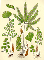 Adiantum species botanical art copyright vorobik