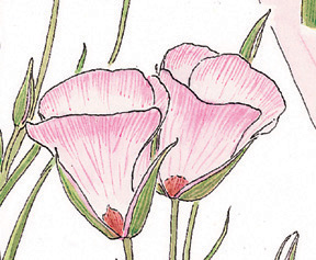 Calochortus catalinae, Catalina Island Mariposa Lily