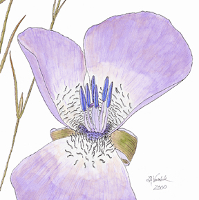 Calochortus splendens Copyright Vorobik