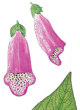 detail of Vorobik watercolor of Foxglove, Digitalis purpurea