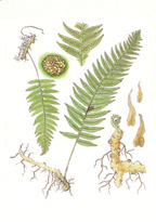 Western Licorice Fern, by Vorobik