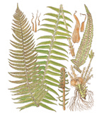 Western Sword Fern, by Vorobik