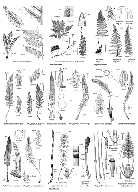 The Jepson Manual Fern Plate
