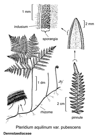 The Jepson Manual Fern Plate