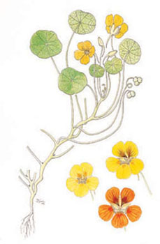 VBA-Tropaeolum majus